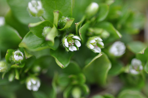 コハコベ（繁縷）