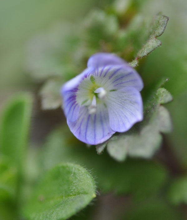 オオイヌノフグリ