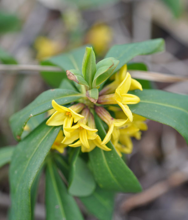 オニシバリ（鬼縛り）