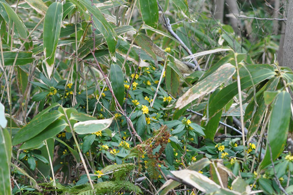 ナニワズ（難波津）