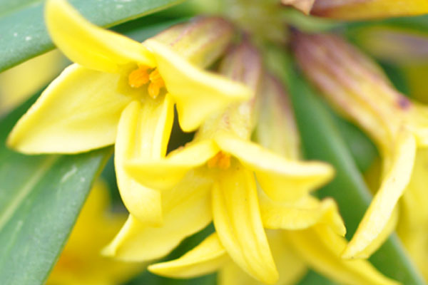 鬼縛り（オニシバリ）